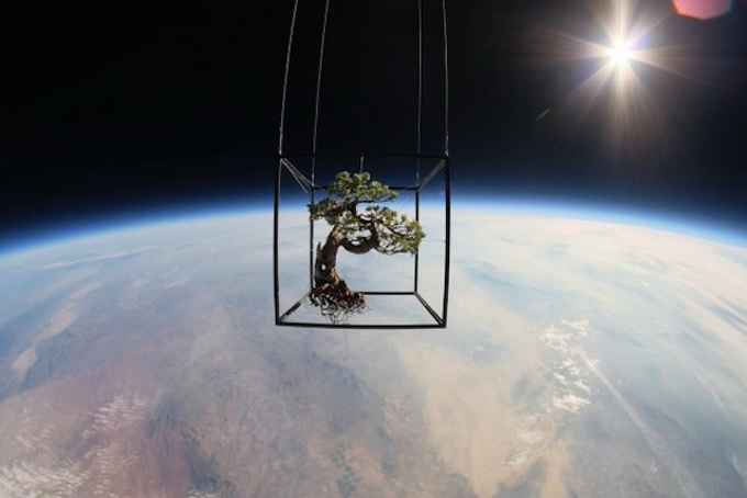 Plants-in-Stratosphere1