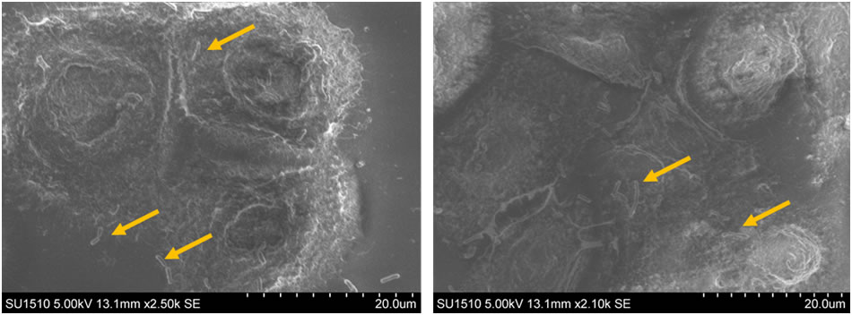 SEM microscopy images showing lactobacilli adhered to the intestinal epithelial cells membrane in the presence of peptides from fermented colostrum